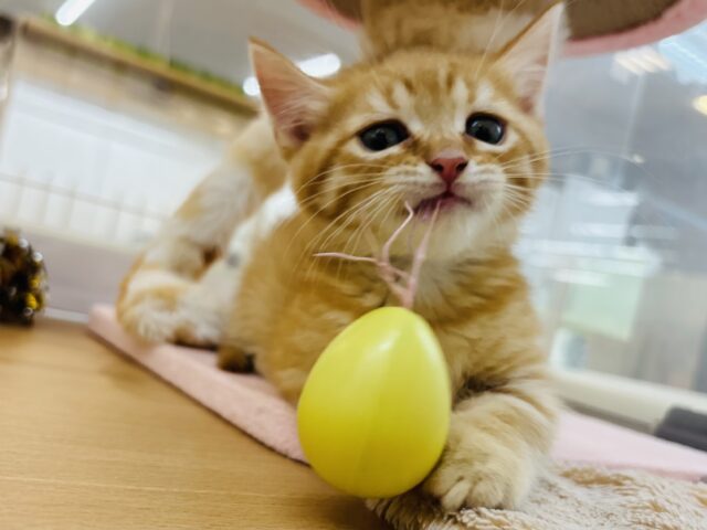 マンチカン