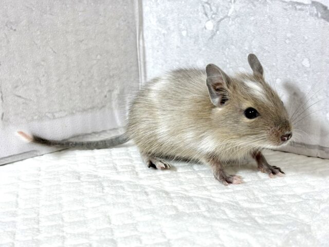 デグー