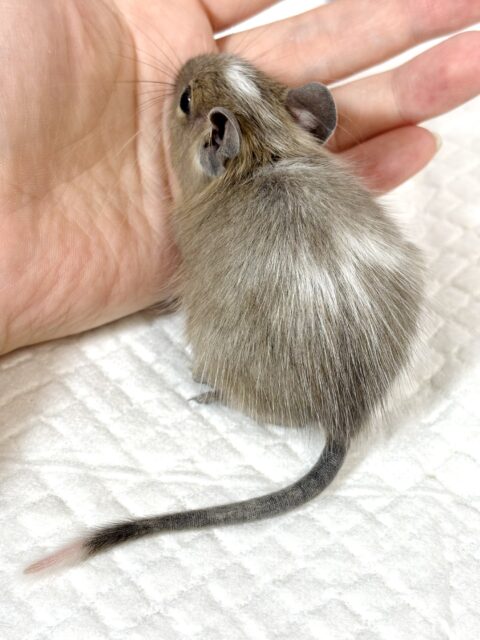 デグー