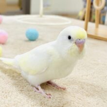 【最新画像】お菓子のようなふんわりカラー💛セキセイインコ（クリーム）ヒナ
