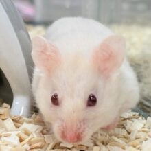 超絶的な魅力‼️ルビーアイのカラーハムスター❣️(女の子) 超絶的な魅力‼️ルビーアイのカラーハムスター❣️(女の子)