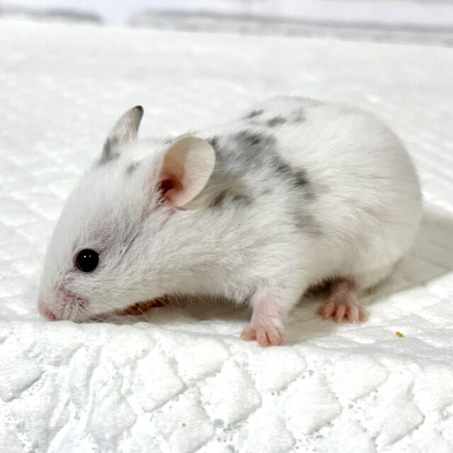 ゴールデンハムスター