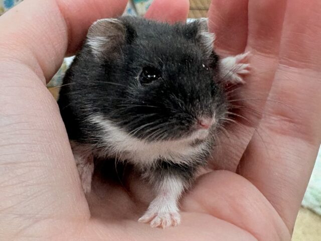 モチモチタピオカ🧋💖ブラックジャンガリアンハムスター❣️(女の子) ジャンガリアン
