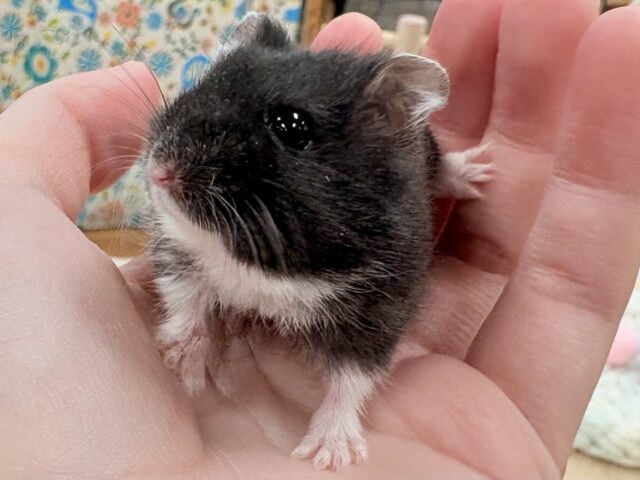 モチモチタピオカ🧋💖ブラックジャンガリアンハムスター❣️(女の子) ジャンガリアン