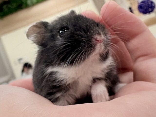 モチモチタピオカ🧋💖ブラックジャンガリアンハムスター❣️(女の子) ジャンガリアン