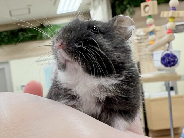 モチモチタピオカ🧋💖ブラックジャンガリアンハムスター❣️(女の子) ジャンガリアン