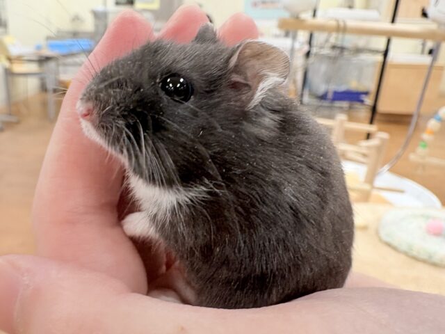 モチモチタピオカ🧋💖ブラックジャンガリアンハムスター❣️(女の子) ジャンガリアン