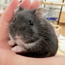 モチモチタピオカ🧋💖ブラックジャンガリアンハムスター❣️(女の子) モチモチタピオカ🧋💖ブラックジャンガリアンハムスター❣️(女の子)