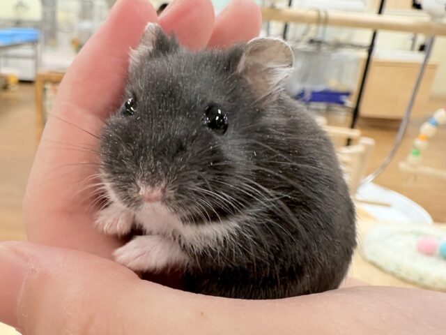 モチモチタピオカ🧋💖ブラックジャンガリアンハムスター❣️(女の子) ジャンガリアン