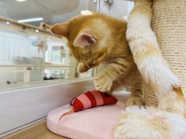 マンチカン
