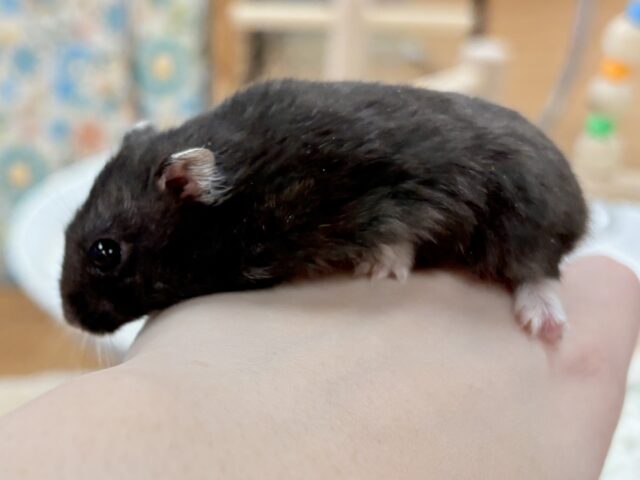 ツヤある漆黒ボディー🫶🖤ブラックジャンガリアンハムスター❣️(男の子) ジャンガリアン