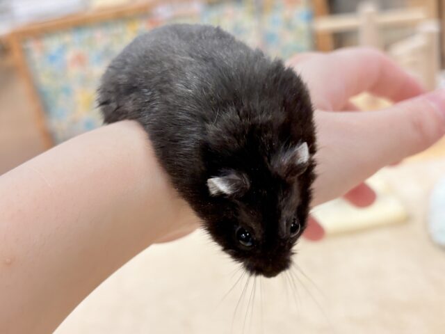 ツヤある漆黒ボディー🫶🖤ブラックジャンガリアンハムスター❣️(男の子) ジャンガリアン