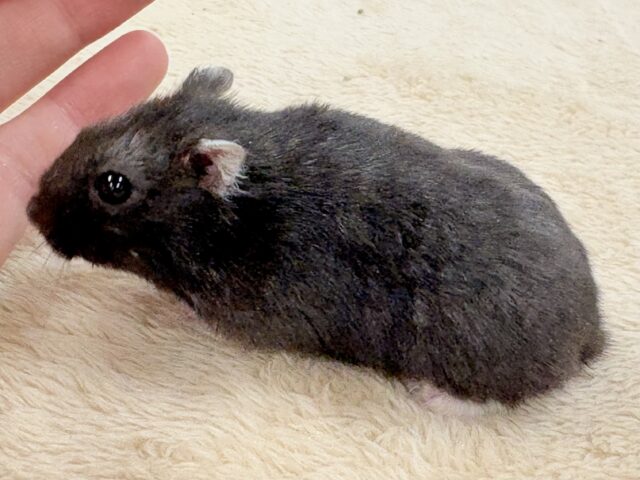 ツヤある漆黒ボディー🫶🖤ブラックジャンガリアンハムスター❣️(男の子) ジャンガリアン