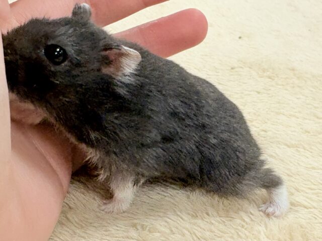 ツヤある漆黒ボディー🫶🖤ブラックジャンガリアンハムスター❣️(男の子) ジャンガリアン