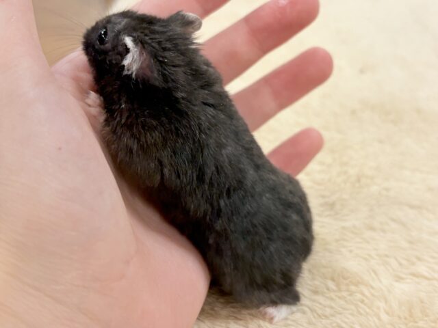 ツヤある漆黒ボディー🫶🖤ブラックジャンガリアンハムスター❣️(男の子) ジャンガリアン