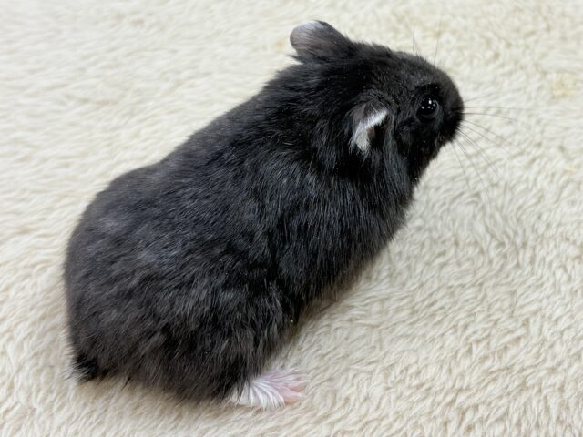 ツヤある漆黒ボディー🫶🖤ブラックジャンガリアンハムスター❣️(男の子) ジャンガリアン