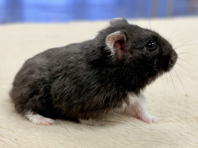 ツヤある漆黒ボディー🫶🖤ブラックジャンガリアンハムスター❣️(男の子) ジャンガリアン