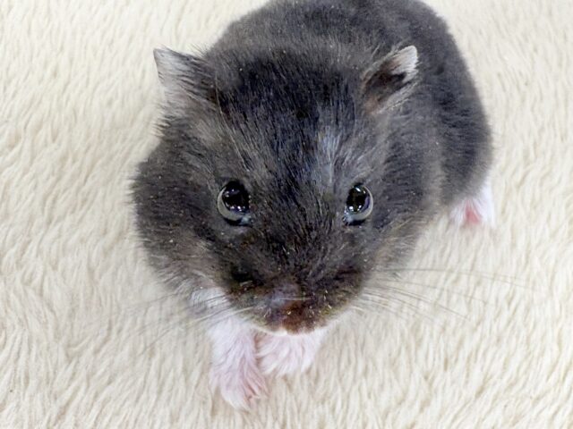 ツヤある漆黒ボディー🫶🖤ブラックジャンガリアンハムスター❣️(男の子) ジャンガリアン