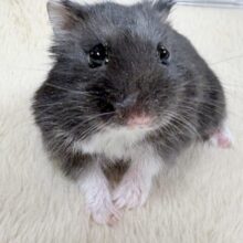 ツヤある漆黒ボディー🫶🖤ブラックジャンガリアンハムスター❣️(男の子) ツヤある漆黒ボディー🫶🖤ブラックジャンガリアンハムスター❣️(男の子)