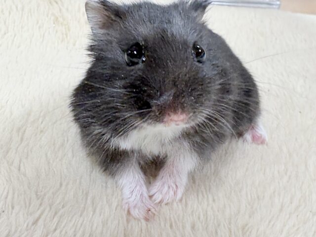 ツヤある漆黒ボディー🫶🖤ブラックジャンガリアンハムスター❣️(男の子) ジャンガリアン