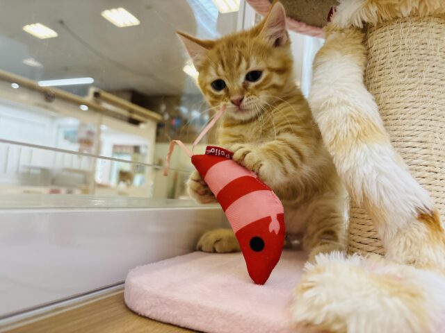 マンチカン