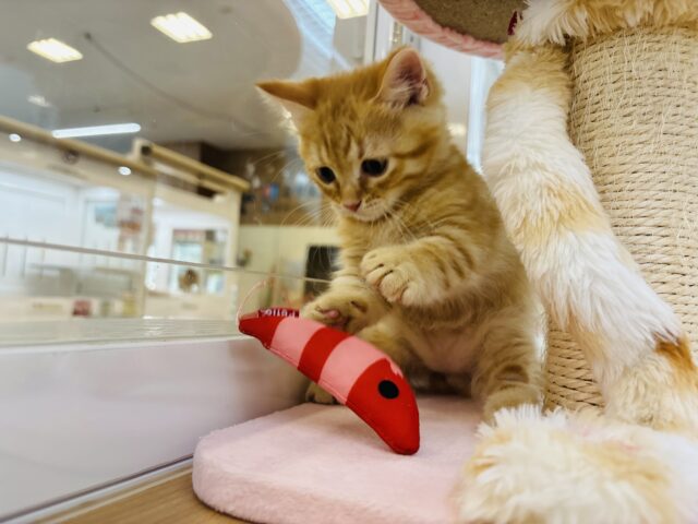 マンチカン