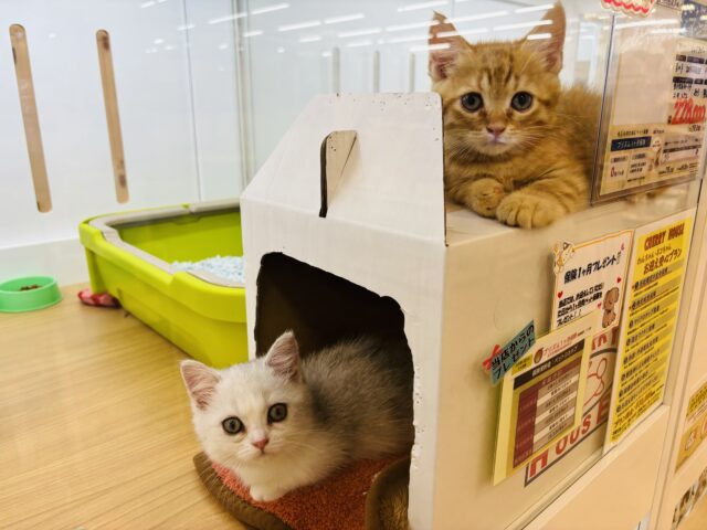 マンチカン