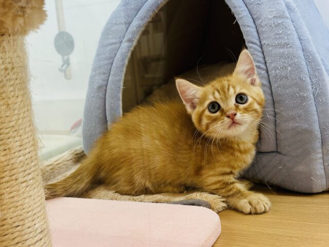 マンチカン