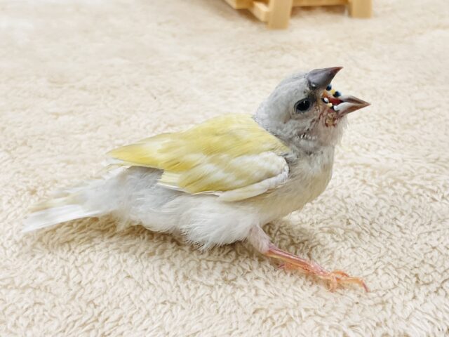 【最新画像】キラキラ✨️神秘的なダイヤモンド💎✨️コキンチョウ(イエロー)ヒナ コキンチョウ