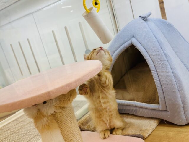 マンチカン