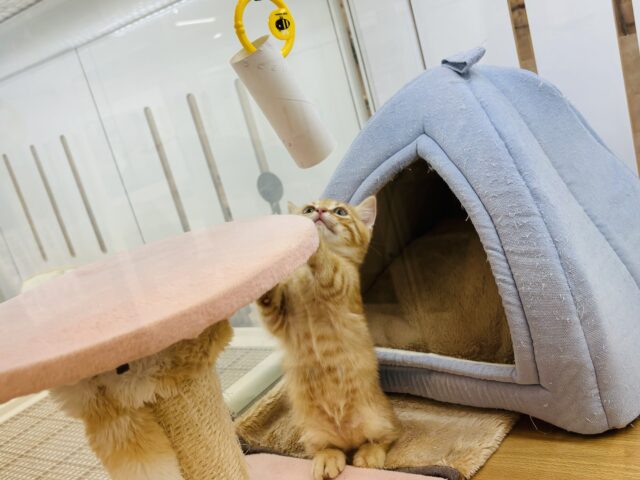 マンチカン