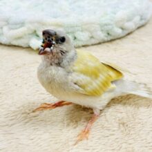 【最新画像】キラキラ✨️神秘的なダイヤモンド💎✨️コキンチョウ（イエロー）ヒナ