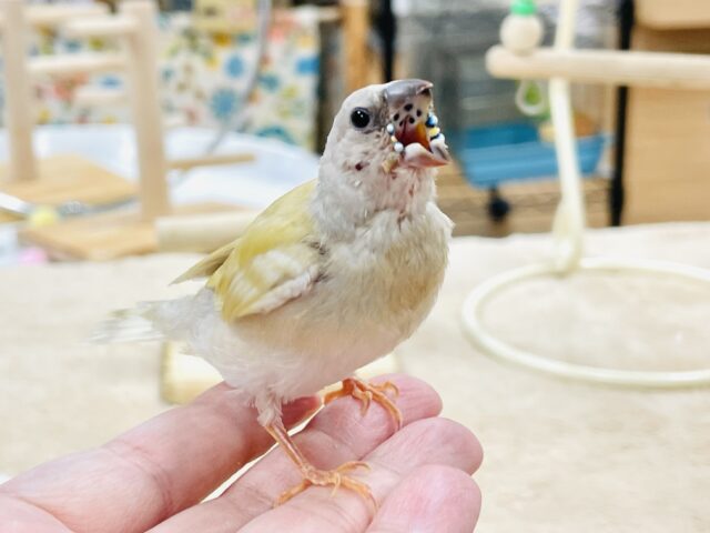 【最新画像】キラキラ✨️神秘的なダイヤモンド💎✨️コキンチョウ(イエロー)ヒナ コキンチョウ