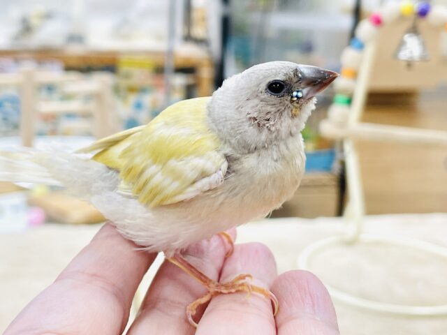 【最新画像】キラキラ✨️神秘的なダイヤモンド💎✨️コキンチョウ(イエロー)ヒナ コキンチョウ