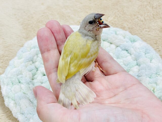 【最新画像】キラキラ✨️神秘的なダイヤモンド💎✨️コキンチョウ(イエロー)ヒナ コキンチョウ