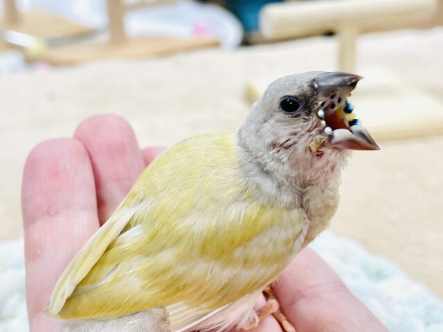 【最新画像】キラキラ✨️神秘的なダイヤモンド💎✨️コキンチョウ(イエロー)ヒナ コキンチョウ