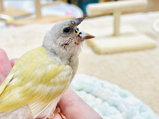 【最新画像】キラキラ✨️神秘的なダイヤモンド💎✨️コキンチョウ(イエロー)ヒナ コキンチョウ