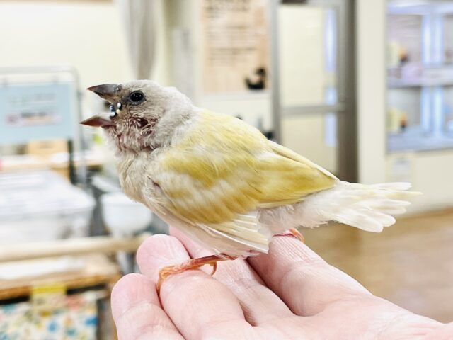 【最新画像】キラキラ✨️神秘的なダイヤモンド💎✨️コキンチョウ(イエロー)ヒナ コキンチョウ