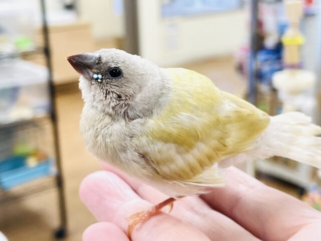 【最新画像】キラキラ✨️神秘的なダイヤモンド💎✨️コキンチョウ(イエロー)ヒナ コキンチョウ