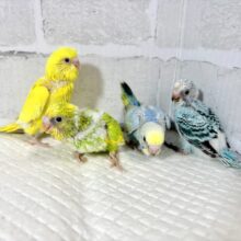 厳しい冬の前にセキセイインコちゃんず  来てくれました〜！