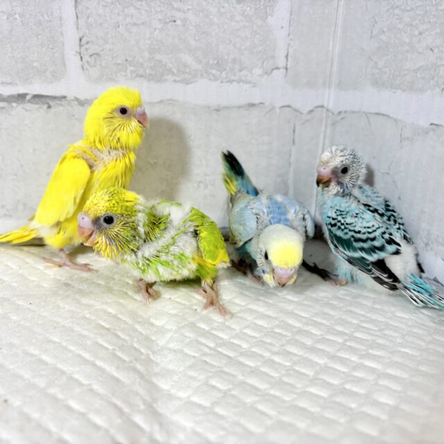 厳しい冬の前にセキセイインコちゃんず 来てくれました〜！