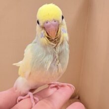 やわらか優しいカラー🌈✨なセキセイインコ❣️（パステルレインボーパイド）ヒナ