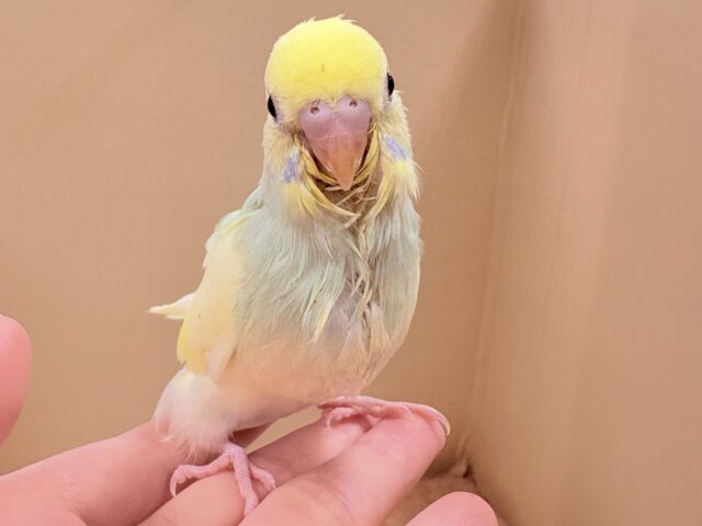 やわらか優しいカラー🌈✨なセキセイインコ❣️（パステルレインボーパイド）ヒナ