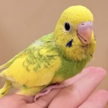 引き込まれるぱっちりな眼力‼️セキセイインコ(スパングルパイド)ヒナ