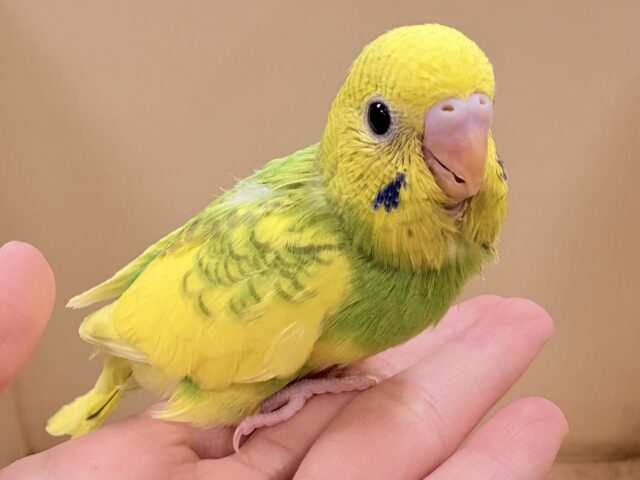引き込まれるぱっちりな眼力‼️セキセイインコ(スパングルパイド)ヒナ