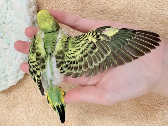 セキセイインコ