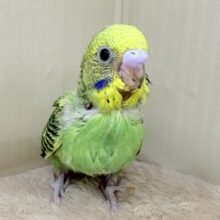 鱗模様が美しい✨セキセイインコ(オパーリン)ヒナ