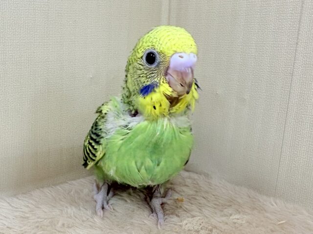 鱗模様が美しい✨セキセイインコ(オパーリン)ヒナ