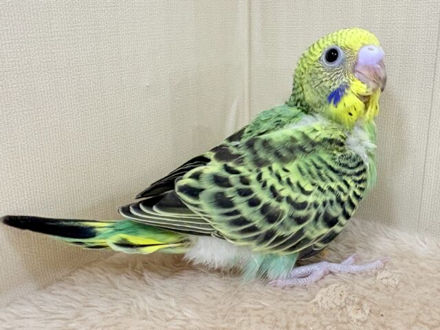 セキセイインコ