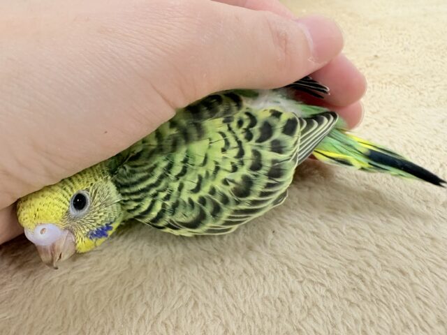セキセイインコ